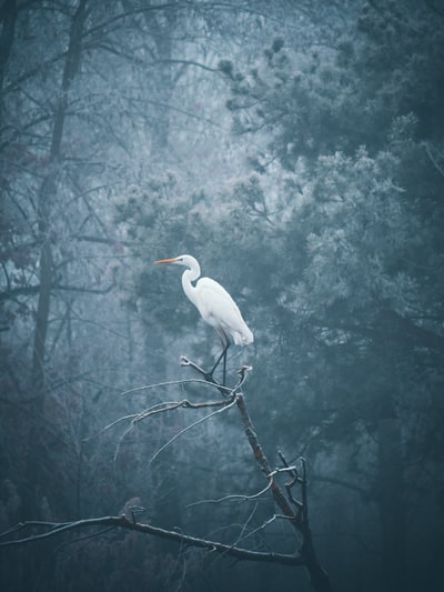 白色的海鸥栖息在光秃秃的树
